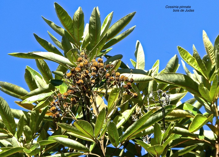 Cossinia pinnata.bois de Judas.sapindaceae.endémique Réunion Maurice.P1810634