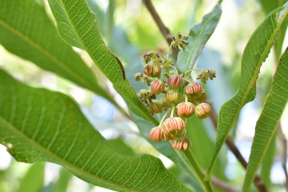 Dodonaea viscosa - Bois d'arnette des hauts - SAPINDACEAE - Indigène Réunion - 
