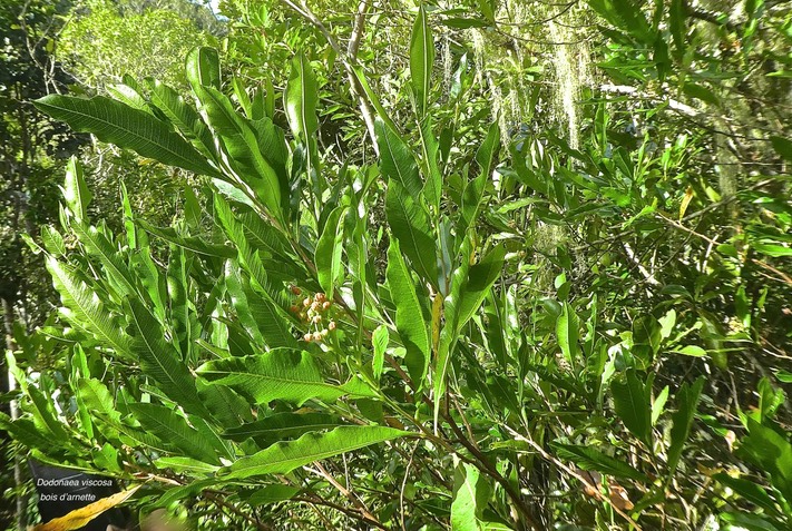 Dodonaea viscosa.bois d'arnette.bois de reinette.sapindaceae.indigène Réunion.P1820181