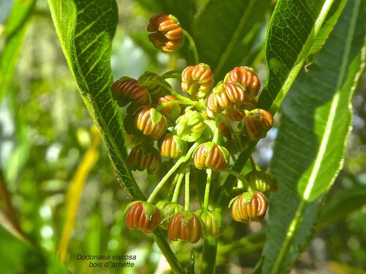 Dodonaea viscosa.bois d'arnette.bois de reinette. sapindaceae.indigène Réunion.P1820182