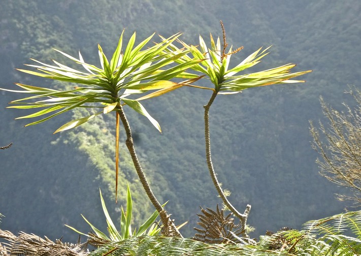 Dracaena reflexa.bois de chandelle.asparagaceae.indigène Réunion.P1820079