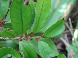 Erythroxylum laurifolium - Bois de rongue - ERYTHROXYLANACEAE - Endémique Réunion, Maurice - 