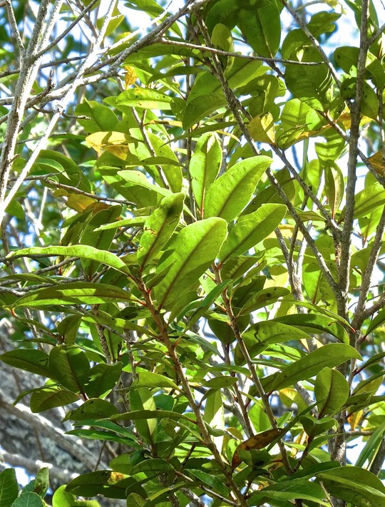 Erythroxylum laurifolium .bois de rongue.erythroxylaceae.endémique Réunion Maurice.P1810715
