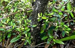 Eugenia buxifolia .bois de nèfles à petites feuilles.(feuillage )myrtaceae.endémique Réunion.P1820018