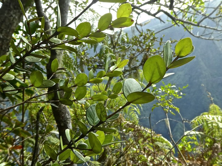 Eugenia buxifolia.bois de nèfles à petites feuilles .myrtaceae.endémique Réunion.P1820099