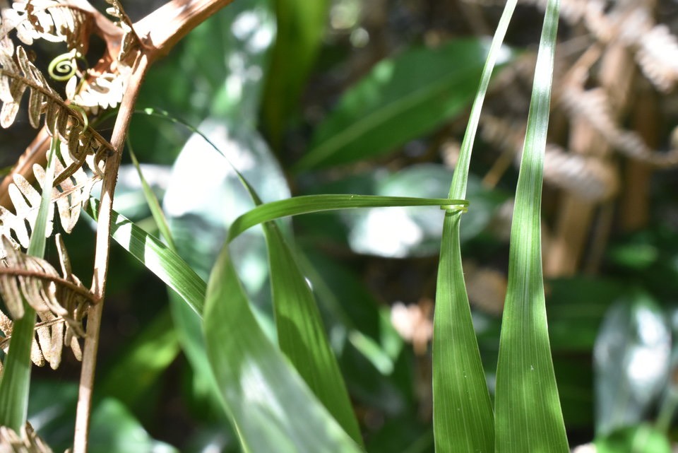 Flagellaria indica - Jolivave - FLAGELLARIACEAE - Indigène Réunion - 