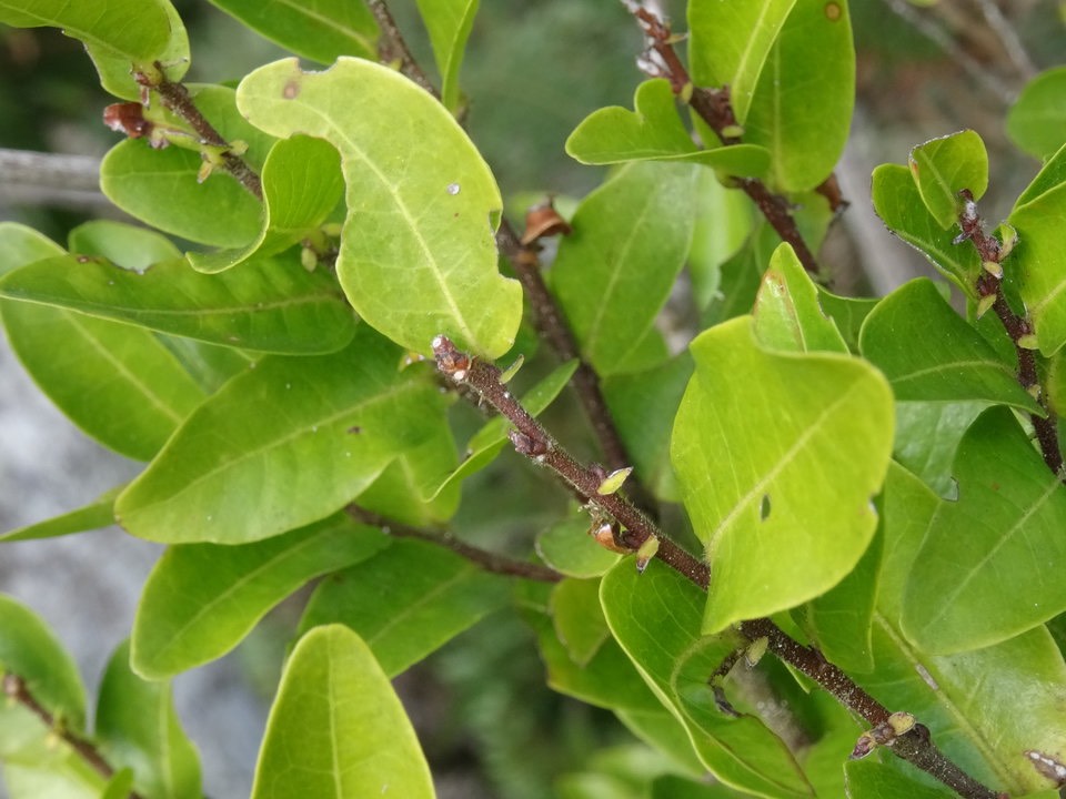 Grangeria borbonica - Bois de punaise - CHRYSOBALANACEAE - Endémique Réunion, Maurice - 