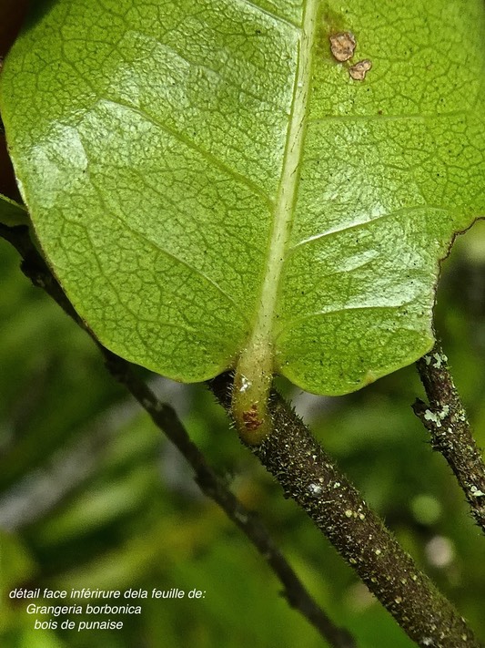 Grangeria borbonica.bois de punaise.(détail face inférieure de la feuille).chrysobalanaceae.endémique réunion Maurice.P1810811