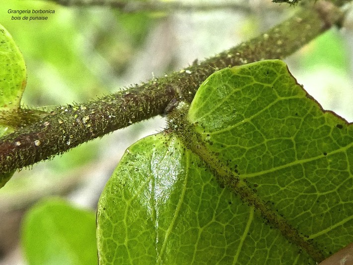 Grangeria borbonica.bois de punaise.(détails face supérieure feuille et rameau) chrysobalanaceae.endémique Réunion Maurice.P1810814