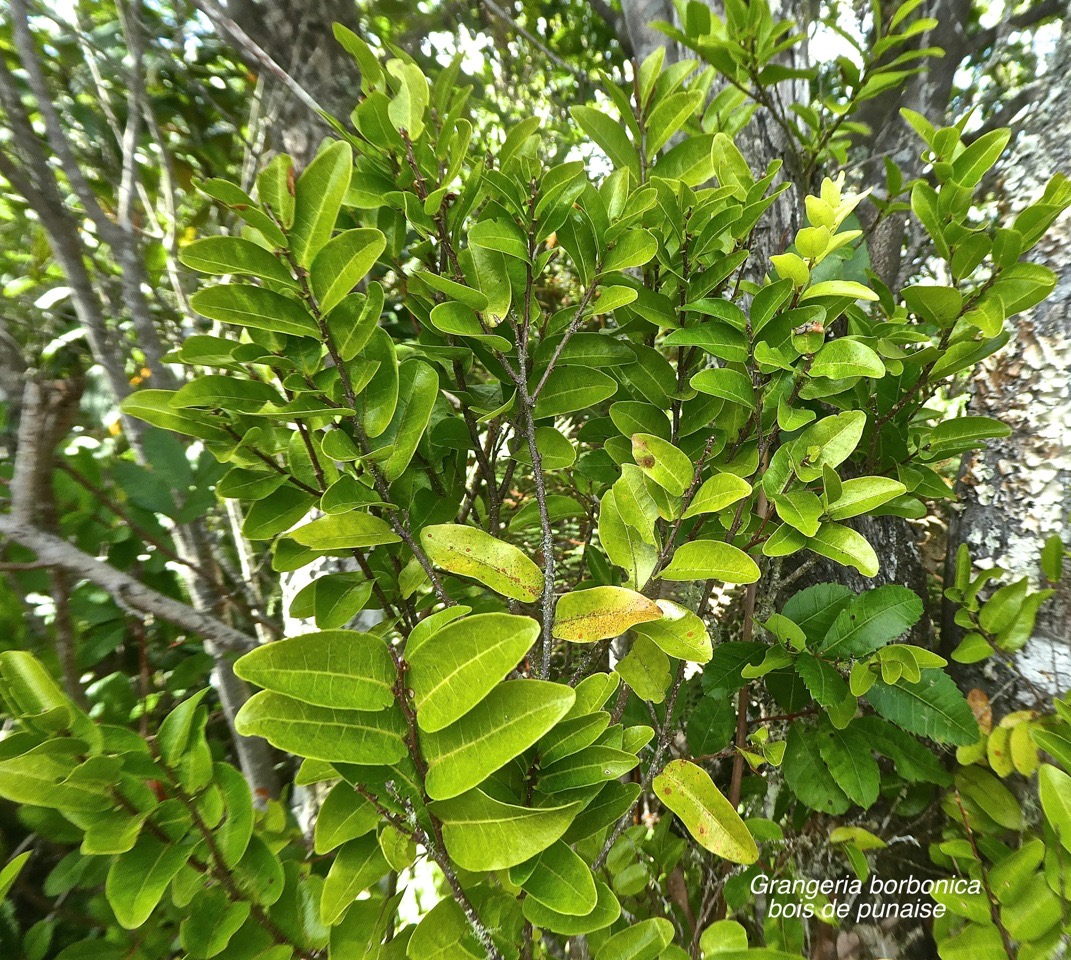 Grangeria borbonica.bois de punaise. chrysobalanaceae.endémique Réunion Maurice.P1810781