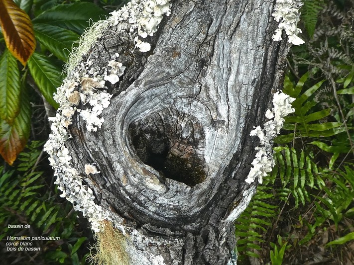 Homalium paniculatum .corce blanc. bois de bassin .salicaceae.endémique RéunionMaurice.P1810875