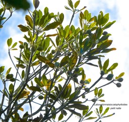 Labourdonnaisia calophylloides .petit natte .(avec fruits) .sapotaceae.endémique Réunion Maurice.P1820151