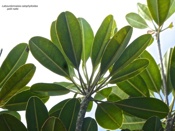 Labourdonnaisia calophylloides.petit natte.sapotaceae.endémique Réunion Maurice.P1820112
