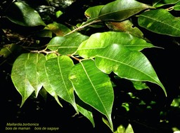 Maillardia borbonica.bois de maman. bois de sagaye.moraceae ;endémique Réunion .P1820064