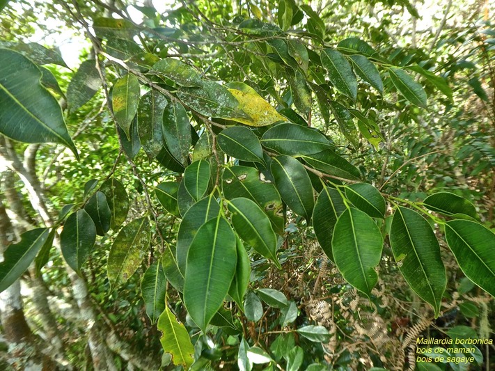 Maillardia borbonica.bois de maman.bois de sagaye.moraceae.endémique Réunion.P1820095