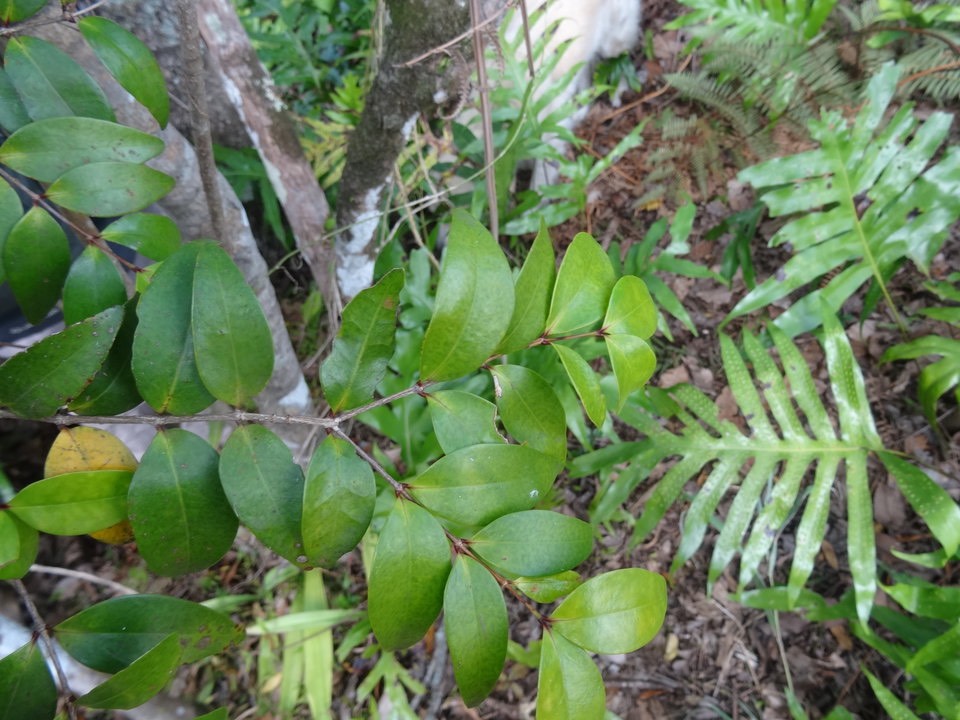 Memecylon confusum - Bois de balai - MELASTOMATACEAE - Endémique Réunion - 