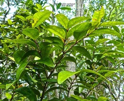 Memecylon confusum.bois de balai.melastomataceae.endémique Réunion .P1810769