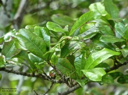 Myonima obovata .bois de prune rat.rubiaceae.endémique Réunion Maurice.P1810927