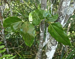 Ocotea obtusata.cannelle marron.lauraceae.endémique Réunion Maurice.P1810897