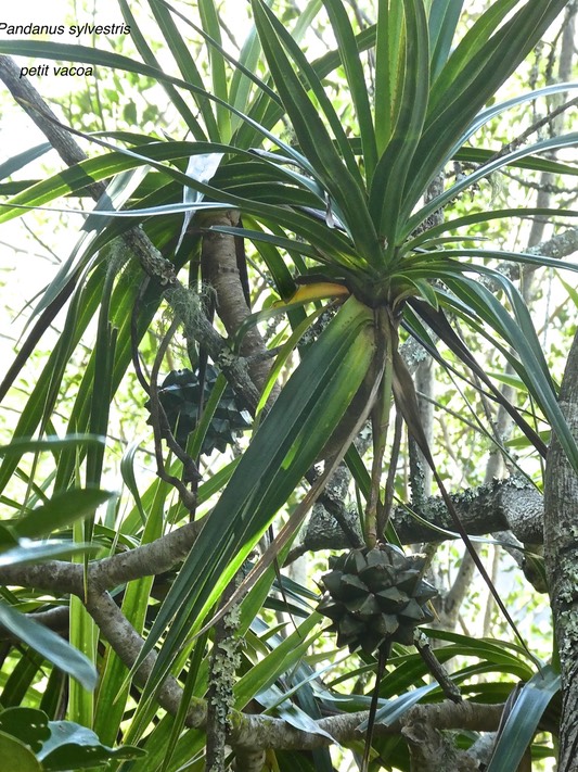 Pandanus sylvestris .petit vacoa.pandanaceae. endémique Réunion.P1810736