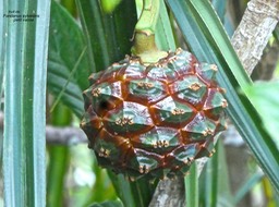 Pandanus sylvestris.petit vacoa.pandanaceae.endémique Réunion.P1810892