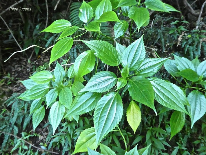 Pilea lucens. urticaceae.P1810689