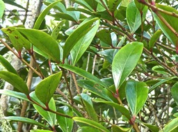 Pleurostylia pachyphloea .bois d'olive grosse peau.celastraceae.endémique Réunion.P1820039