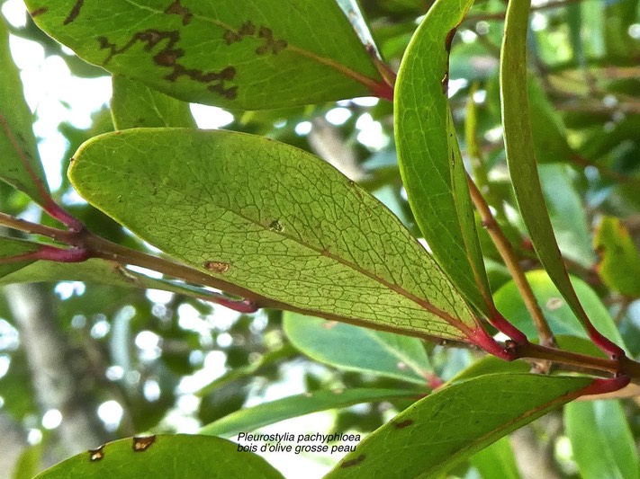 Pleurostylia pachyphloea.bois d'olive grosse peau.celastraceae.endémique Réunion.P1820034