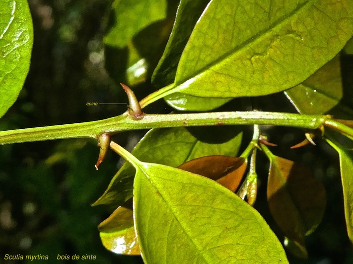 Scutia myrtina .bois de sinte .rhamnaceae.indigène Réunion.P1820062