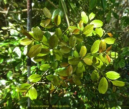 Scutia myrtina.bois de sinte.rhamnaceae.indigène Réunion.P1820051