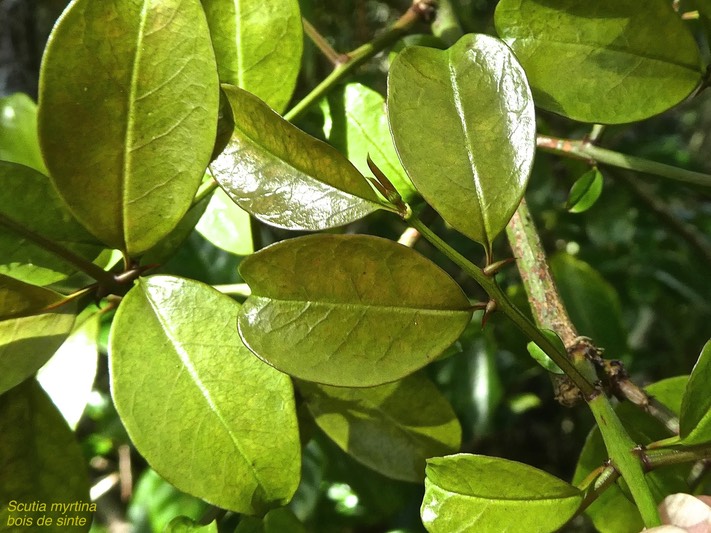 Scutia myrtina.bois de sinte .rhamnaceae.indigène Réunion.P1820056