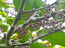 Syzygium cymosum.bois de pomme rouge.(boutons floraux ).myrtaceae.endémique réunion Maurice.P1810940