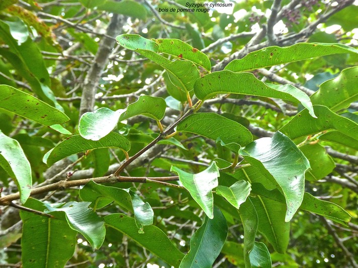 Syzygium cymosum.bois de pomme rouge. myrtaceae.endémique Réunion Maurice.P1810942