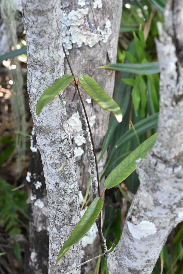Trichosandra borbonica - Liane de lait - APOCYNACEAE - Endémique Réunion - 