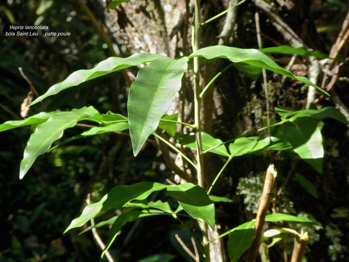 Vepris lanceolata.bois Saint Leu.patte poule.rutaceae.indigène Réunion.P1810655