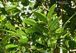 Xylopia richardii. bois de banane.annonaceae.endémique Réunion Maurice.P1820210