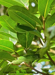 Xylopia richardii. bois de banane ;annonaceae.endémique Réunion Maurice.P1820206