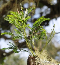 Acacia heterophylla- Feuilles juvniles