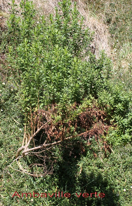 Ambaville verte - Hubertia ambavilla - Astrace-B