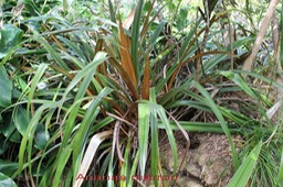 Ananas marron- Astelia hemichrysa- Liliace - M