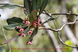 Bois de Laurent Martin- Forgesia racemosa- B