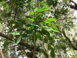 Bois de papaye IMG_0265