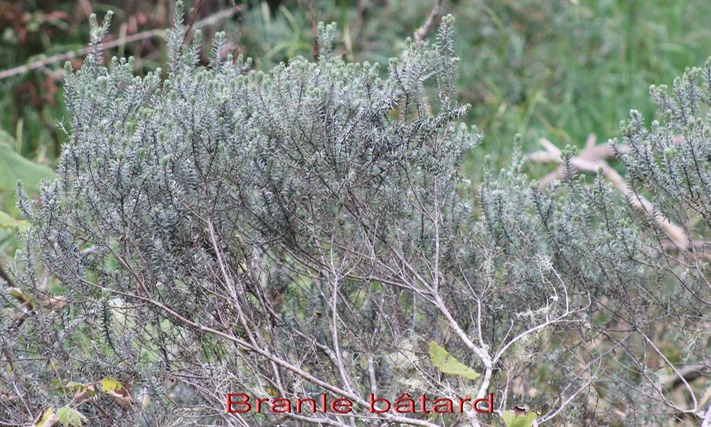 Branle btard - Phylica nitida