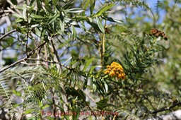 Chasse vieillesse - Faujasia salicifolia- Astrace- B