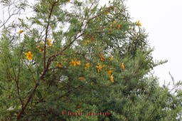 Fleur jaune- Hypericum lanceolatumHypricace-I