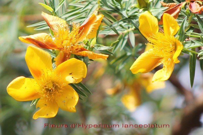 Fleurs d'Hypericum lanceolatum