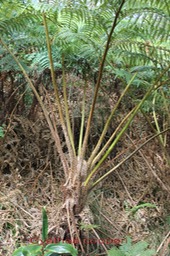 Fougre australienne- Cyathea cooperi - Cyatheace - exo