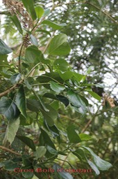 Gros Bois d'oiseau -Claoxylon grandifolium - Euphorbiace - B