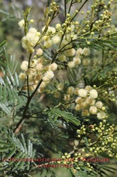 Inflorescences de l'Acacia mearnsii- Fabace - exo