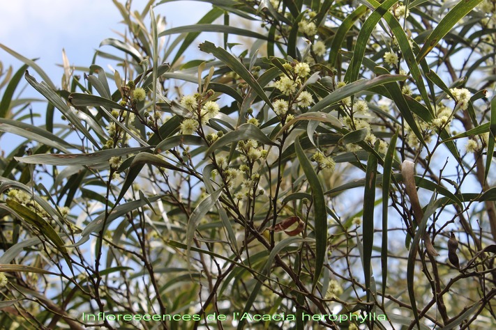 Inflorescences de l'Acacia heterophylla